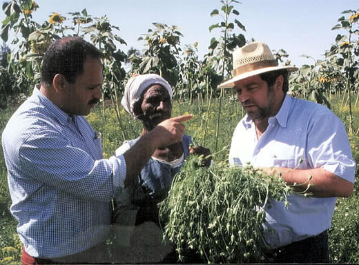 Schwarzkümmel vom Rand der ägyptischen Wüste: Prof. Saleh, Dr. Schleicher (mit Hut) und der Fellache Mitawaa begutachten die Schwarzkümmelkulturen.