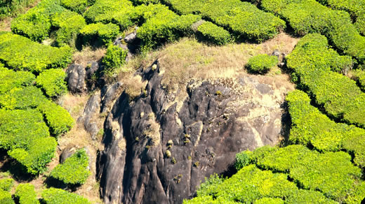 Abenteuerlich anmutende Teeplantage in Indien