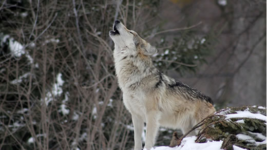 Entwicklung des Hundes: Stammen alle Rassen tatschlich vom Wolf ab? 